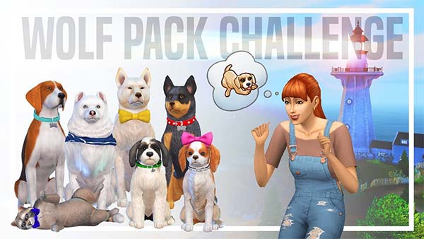 Wolf Pack Challenge