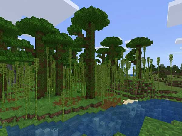 Bamboo-Safari